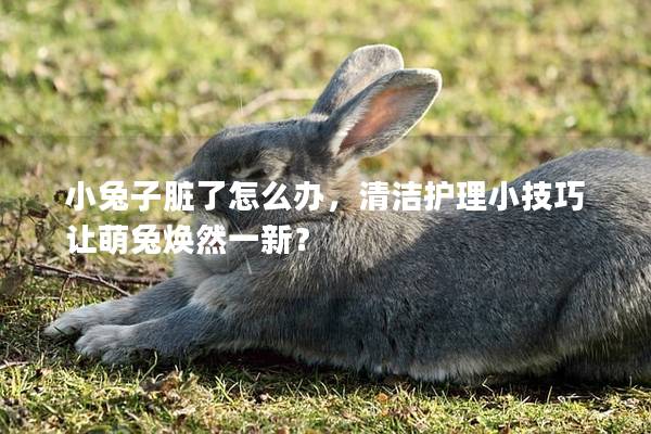 小兔子脏了怎么办，清洁护理小技巧让萌兔焕然一新？