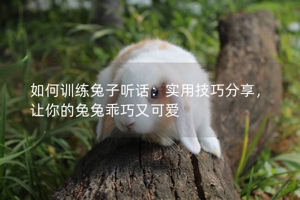 如何训练兔子听话：实用技巧分享，让你的兔兔乖巧又可爱