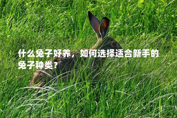什么兔子好养，如何选择适合新手的兔子种类？