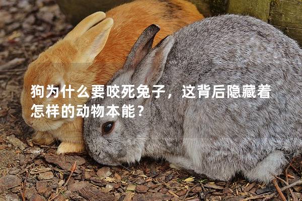 狗为什么要咬死兔子，这背后隐藏着怎样的动物本能？