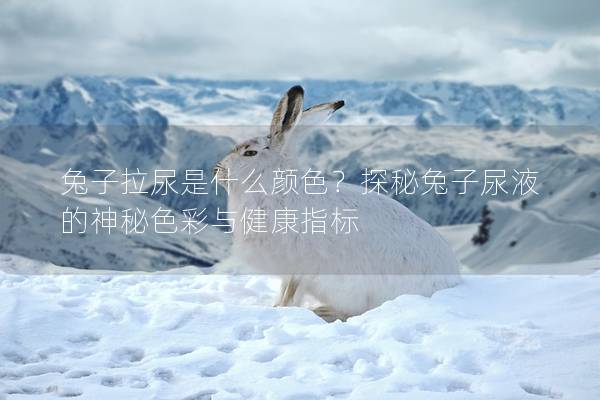 兔子拉尿是什么颜色？探秘兔子尿液的神秘色彩与健康指标