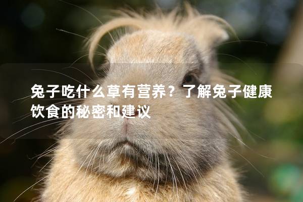 兔子吃什么草有营养？了解兔子健康饮食的秘密和建议