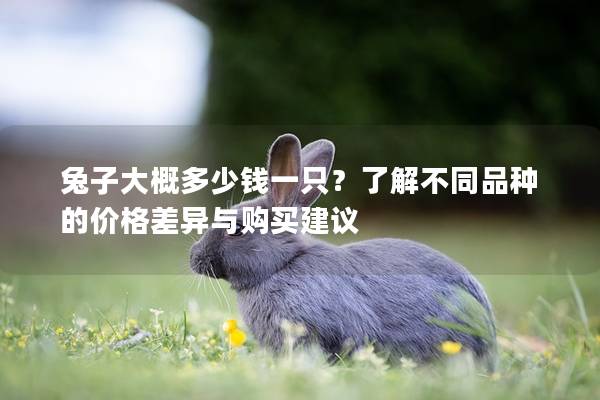 兔子大概多少钱一只？了解不同品种的价格差异与购买建议