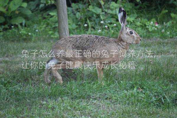 兔子怎么养最正确的兔子饲养方法,让你的兔子健康快乐成长秘籍