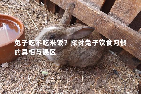 兔子吃不吃米饭？探讨兔子饮食习惯的真相与误区