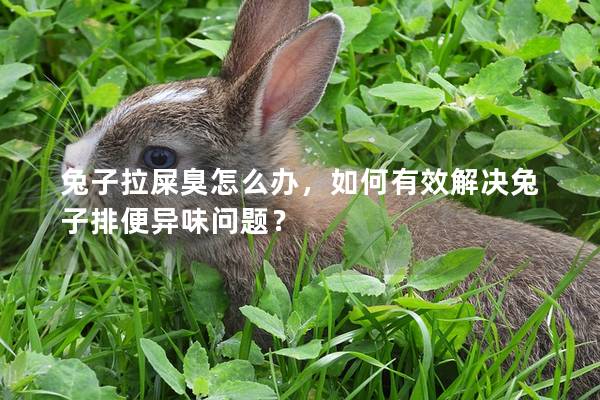 兔子拉屎臭怎么办，如何有效解决兔子排便异味问题？