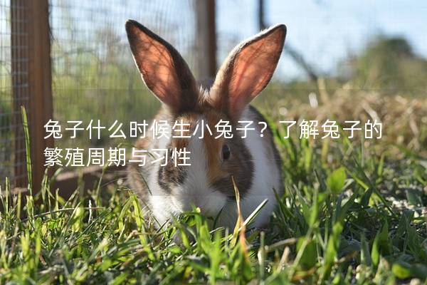 兔子什么时候生小兔子？了解兔子的繁殖周期与习性