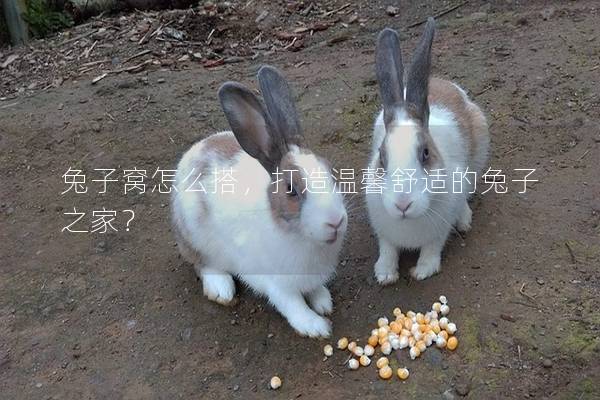 兔子窝怎么搭，打造温馨舒适的兔子之家？
