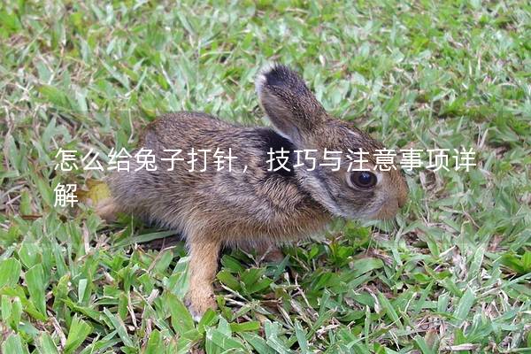 怎么给兔子打针，技巧与注意事项详解