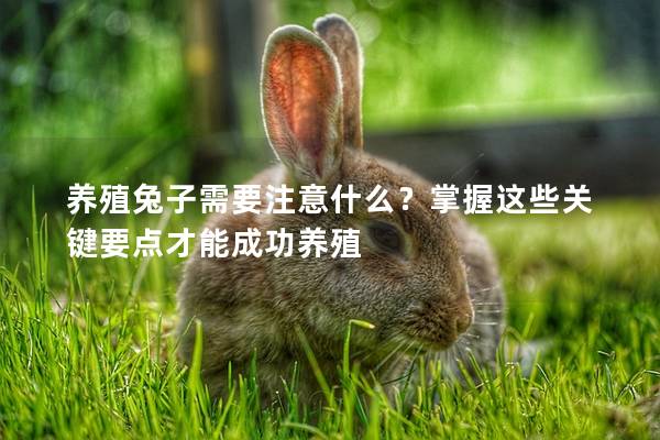 养殖兔子需要注意什么？掌握这些关键要点才能成功养殖
