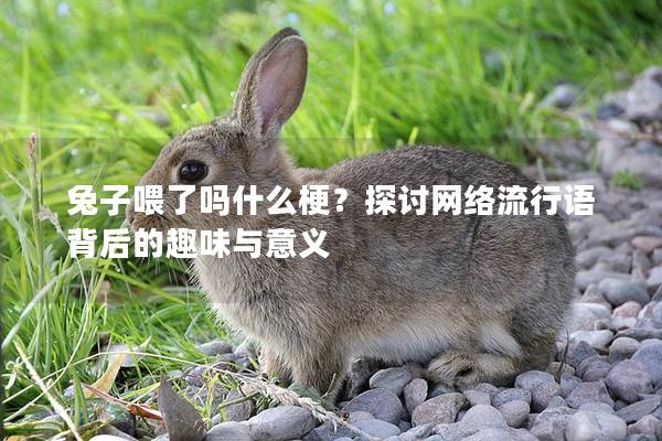 兔子喂了吗什么梗？探讨网络流行语背后的趣味与意义