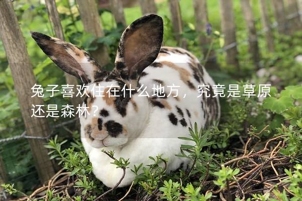 兔子喜欢住在什么地方，究竟是草原还是森林？
