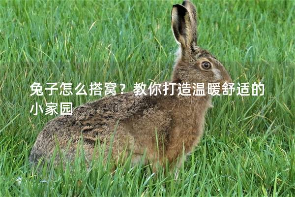 兔子怎么搭窝？教你打造温暖舒适的小家园
