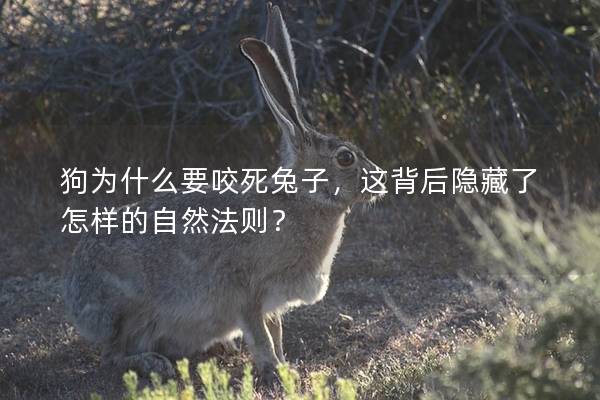 狗为什么要咬死兔子，这背后隐藏了怎样的自然法则？