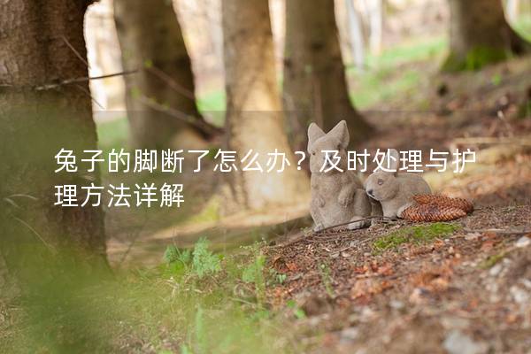 兔子的脚断了怎么办？及时处理与护理方法详解