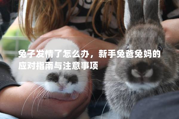 兔子发情了怎么办，新手兔爸兔妈的应对指南与注意事项