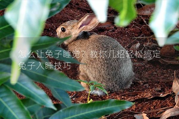 怎么让兔子睡觉？教你几招轻松搞定兔子入睡技巧