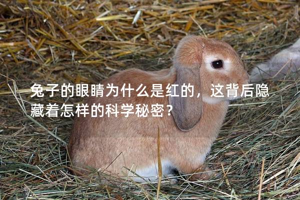 兔子的眼睛为什么是红的，这背后隐藏着怎样的科学秘密？