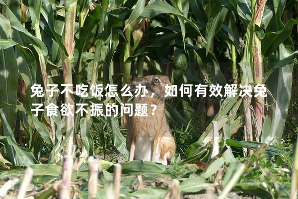 兔子不吃饭怎么办，如何有效解决兔子食欲不振的问题？