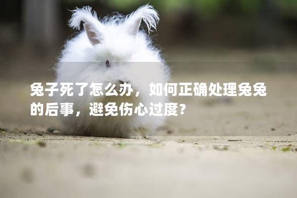 兔子死了怎么办，如何正确处理兔兔的后事，避免伤心过度？