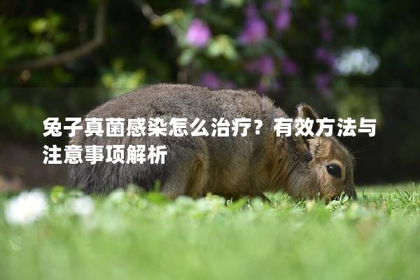 兔子真菌感染怎么治疗？有效方法与注意事项解析