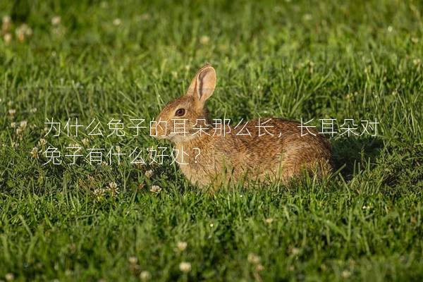 为什么兔子的耳朵那么长，长耳朵对兔子有什么好处？
