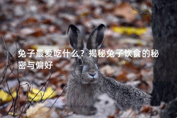 兔子最爱吃什么？揭秘兔子饮食的秘密与偏好