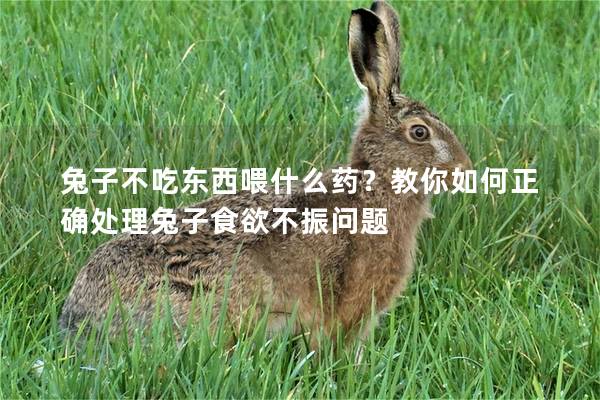 兔子不吃东西喂什么药？教你如何正确处理兔子食欲不振问题