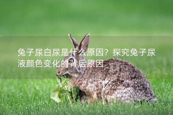兔子尿白尿是什么原因？探究兔子尿液颜色变化的背后原因