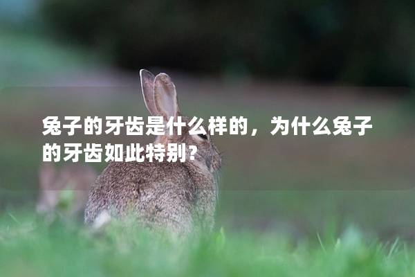 兔子的牙齿是什么样的，为什么兔子的牙齿如此特别？