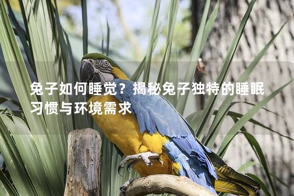 兔子如何睡觉？揭秘兔子独特的睡眠习惯与环境需求