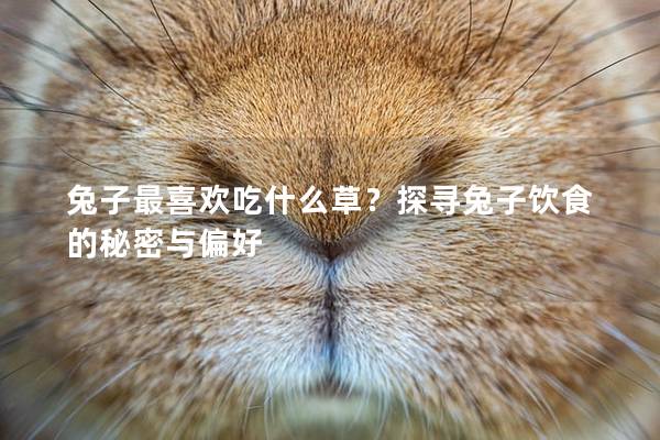 兔子最喜欢吃什么草？探寻兔子饮食的秘密与偏好