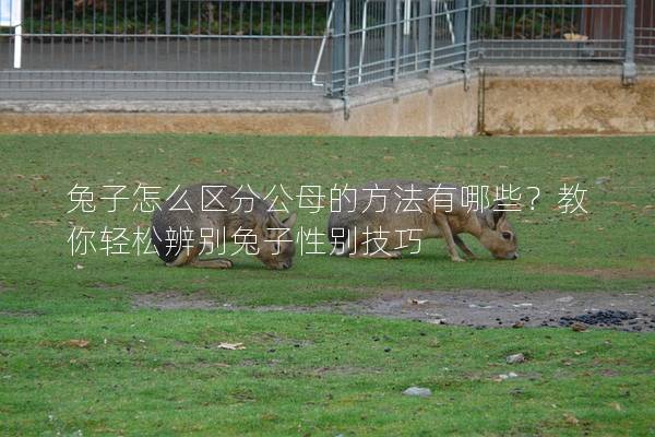 兔子怎么区分公母的方法有哪些？教你轻松辨别兔子性别技巧