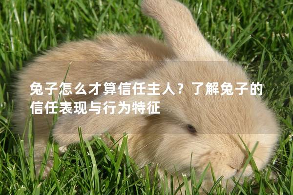兔子怎么才算信任主人？了解兔子的信任表现与行为特征