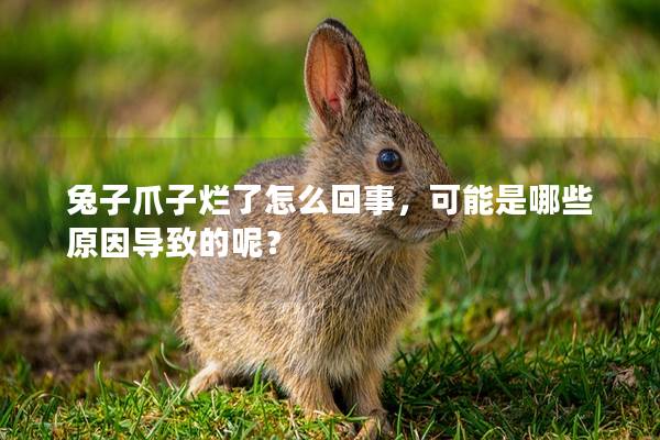 兔子爪子烂了怎么回事，可能是哪些原因导致的呢？