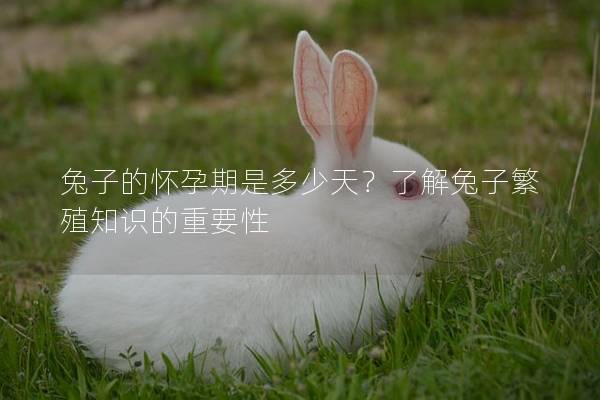 兔子的怀孕期是多少天？了解兔子繁殖知识的重要性