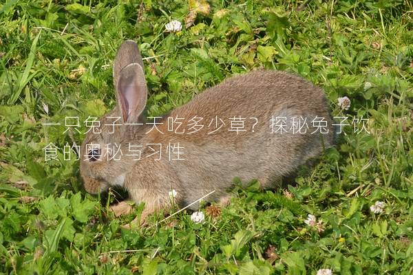 一只兔子一天吃多少草？探秘兔子饮食的奥秘与习性