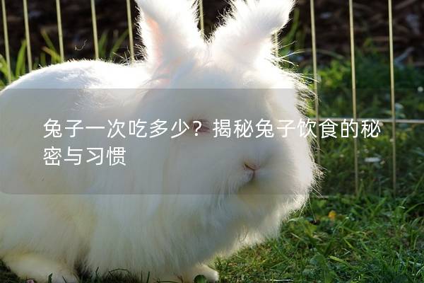 兔子一次吃多少？揭秘兔子饮食的秘密与习惯