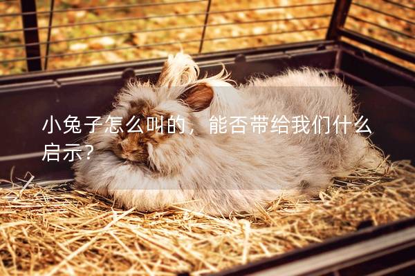 小兔子怎么叫的，能否带给我们什么启示？