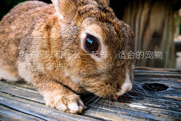 兔子可以和什么一起养，适合的宠物搭配有哪些？