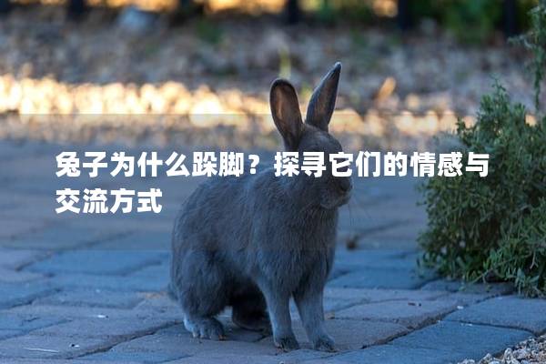 兔子为什么跺脚？探寻它们的情感与交流方式