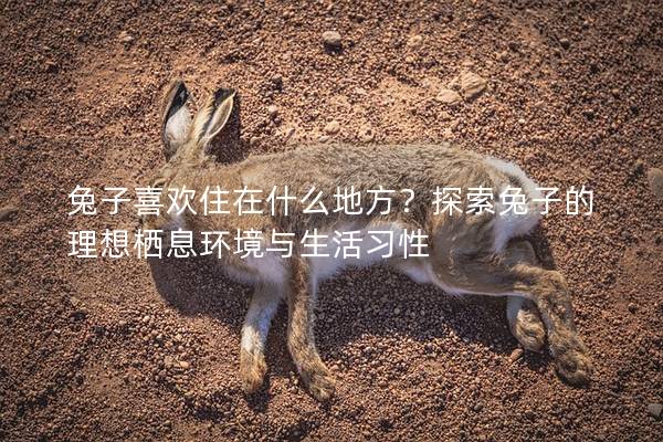 兔子喜欢住在什么地方？探索兔子的理想栖息环境与生活习性