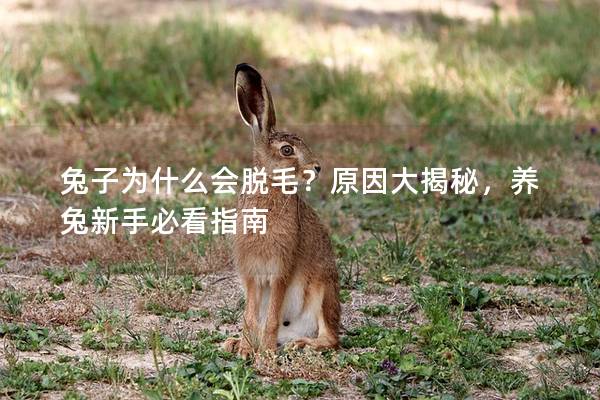 兔子为什么会脱毛？原因大揭秘，养兔新手必看指南