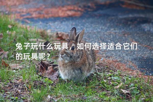 兔子玩什么玩具，如何选择适合它们的玩具呢？