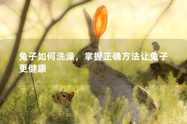 兔子如何洗澡，掌握正确方法让兔子更健康