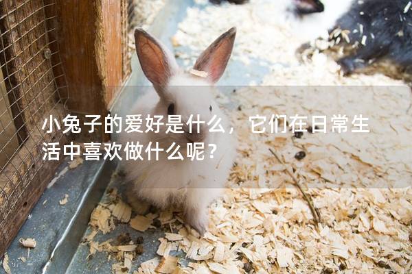 小兔子的爱好是什么，它们在日常生活中喜欢做什么呢？