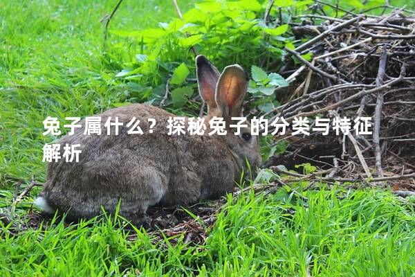 兔子属什么？探秘兔子的分类与特征解析