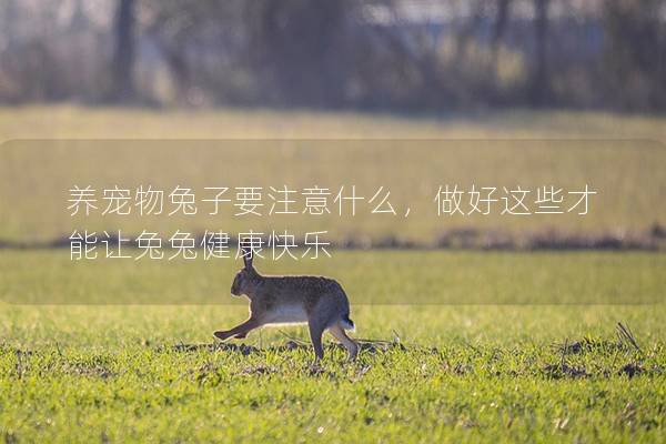 养宠物兔子要注意什么，做好这些才能让兔兔健康快乐