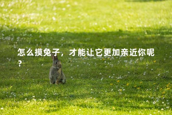 怎么摸兔子，才能让它更加亲近你呢？
