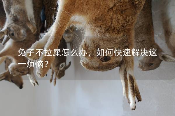 兔子不拉屎怎么办，如何快速解决这一烦恼？